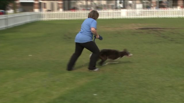 Something to bark about! Petfest comes to Milwaukee`s lakefront