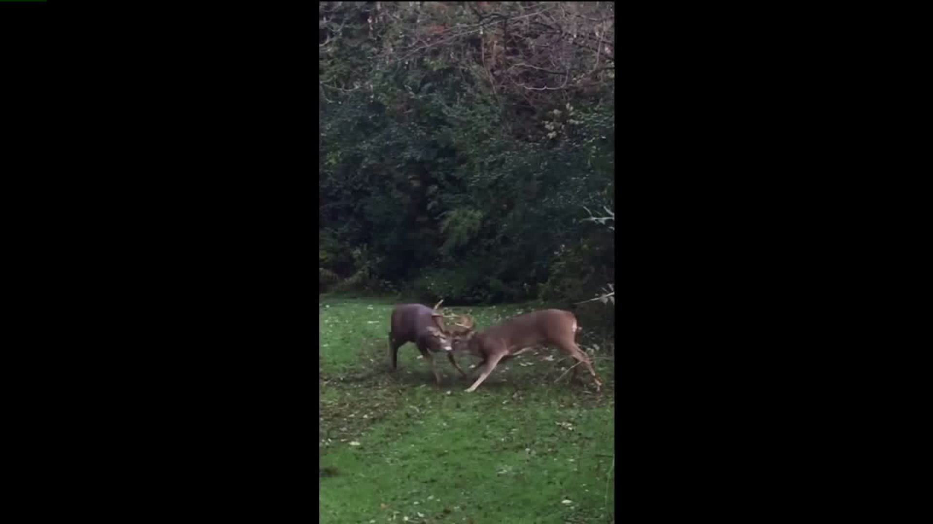 Bucks clash in Grant Park