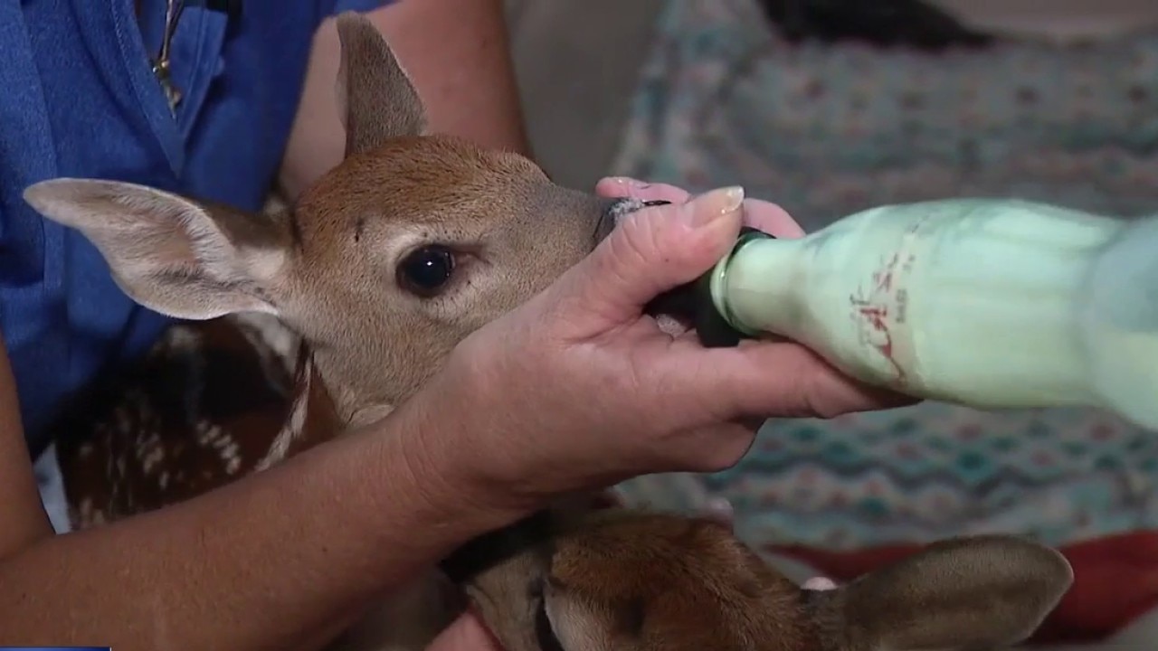 Fawns rescued in Pasco County