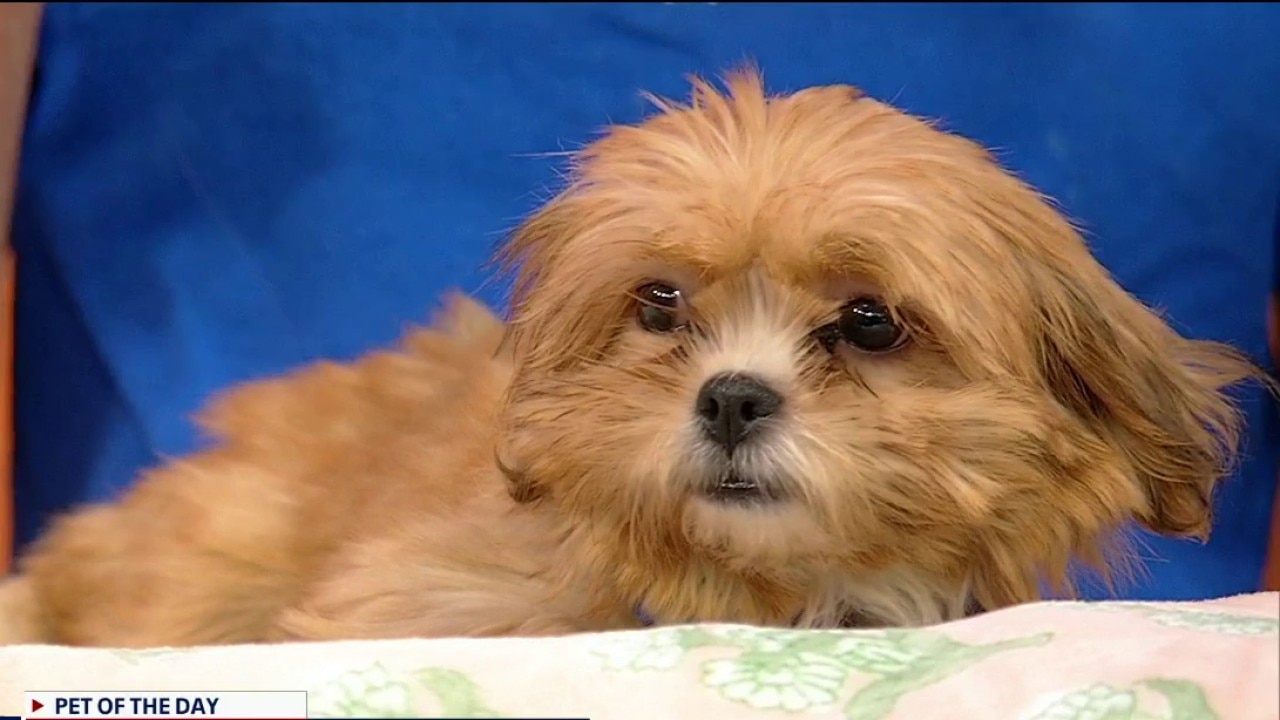 Pet of the day: Squidette