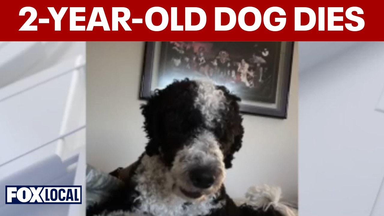 Bowie family demands answers after 2-year-old dog dies at boarding facility