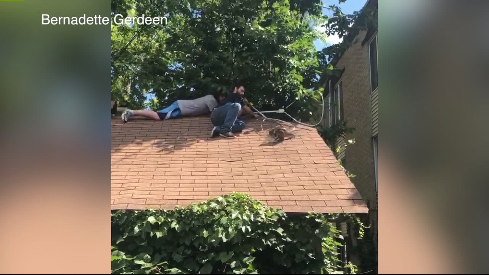 Nail the iguana is captured on Milwaukee`s east side
