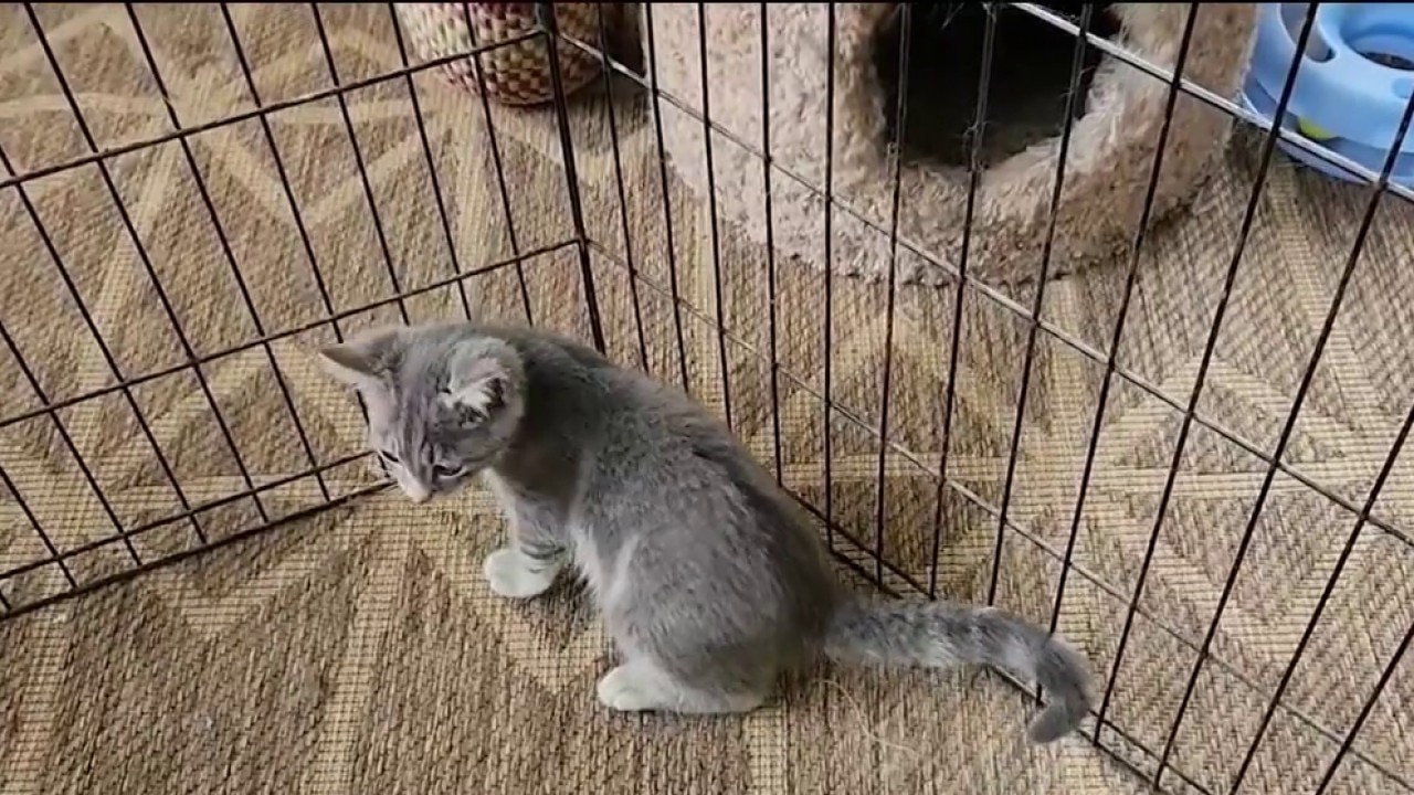 Update on Jersey the kitten and Beluga whales