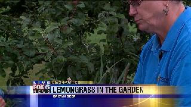 Lemongrass in the garden