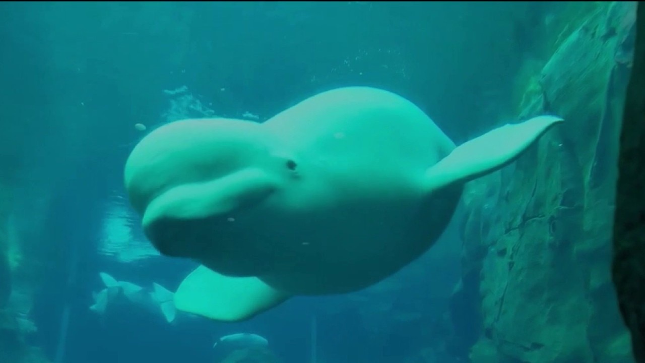 GA Aquarium monitors new belugas after four deaths