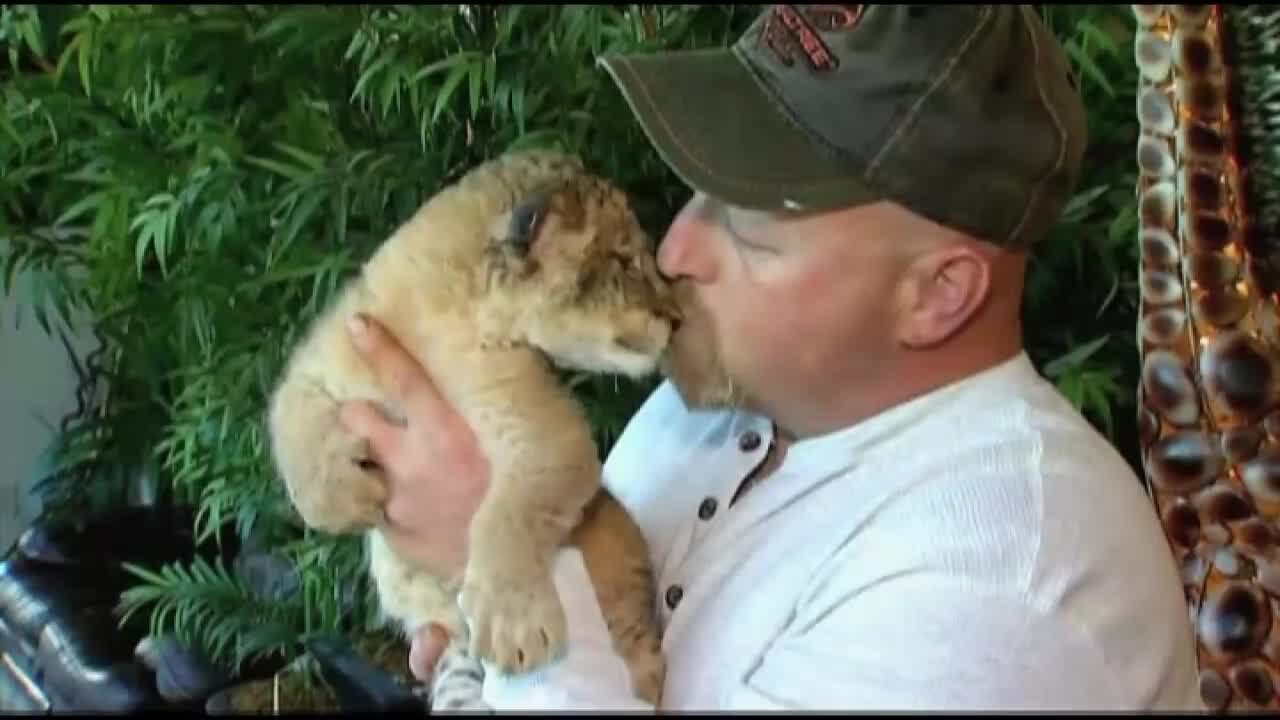 Tiger cubs need names