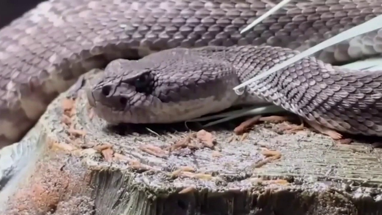 Rattlesnake activity increasing across US