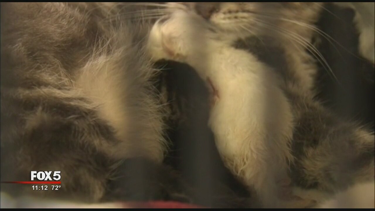 Sandy Springs police seize 38 cats