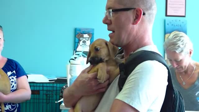Puppies to blame for drug resistance infections