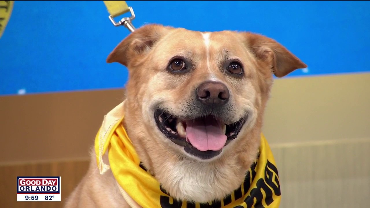 Adopt-A-Pet: Meet Sadie