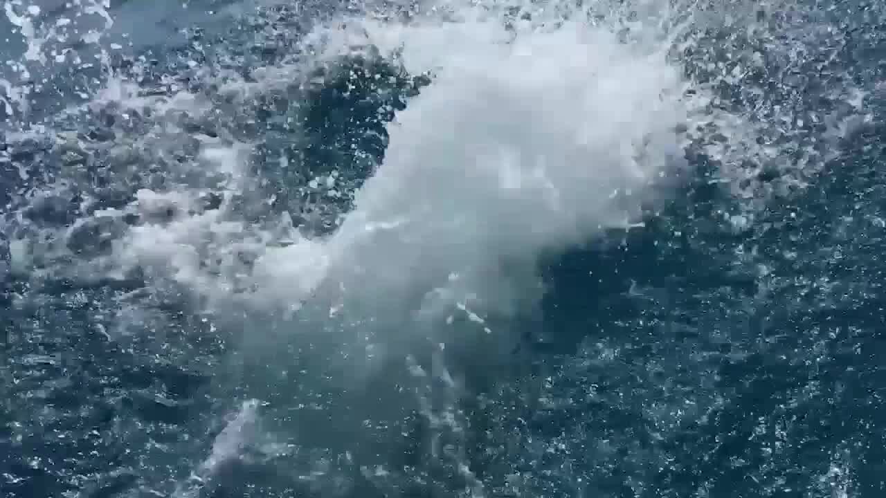 FOX 11 Special Report: Sharks