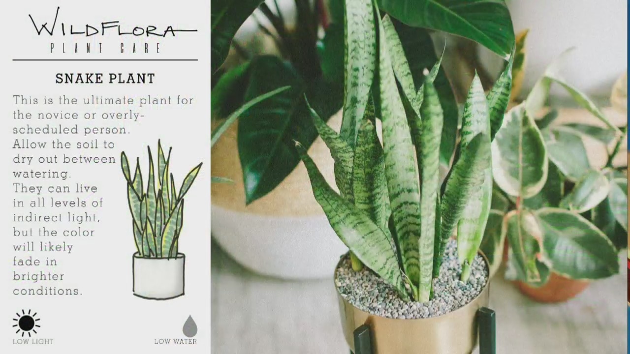 A guide to indoor plants and how to care for them