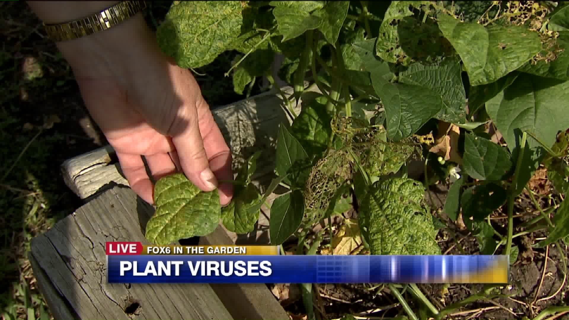 Plant viruses