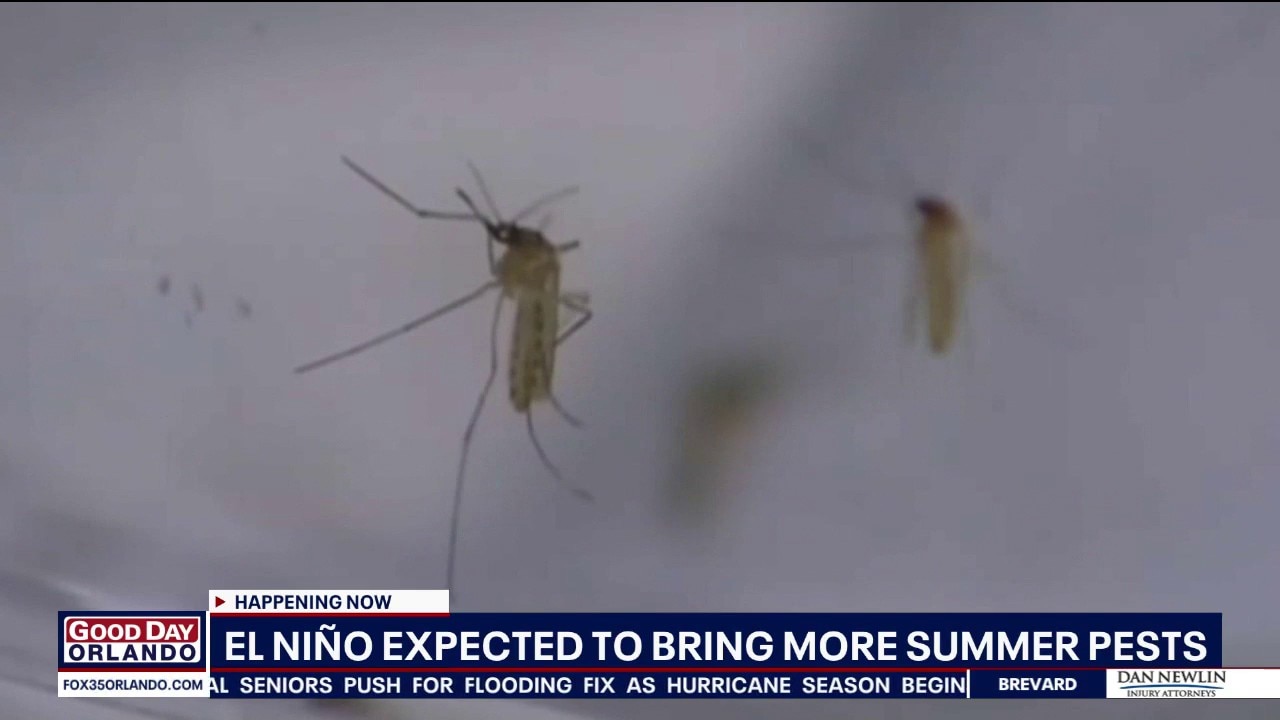 El Niño expected to bring more summer pests