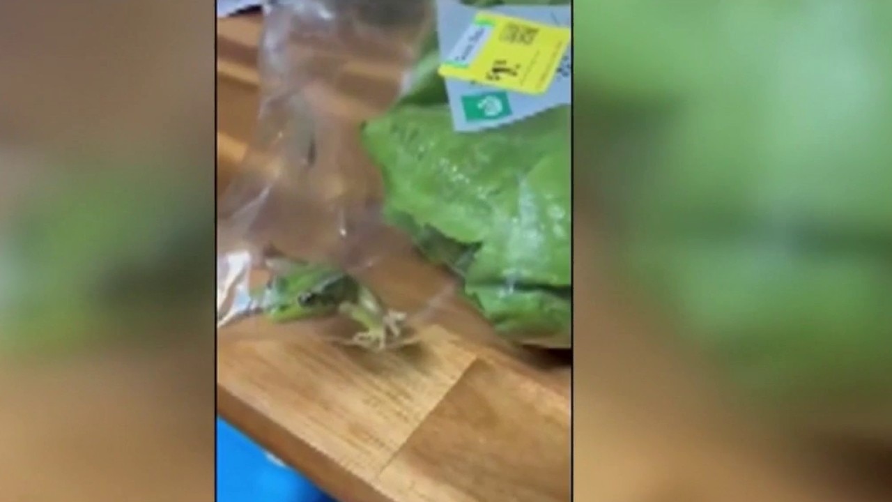 Live frog found in bag of salad in Australia