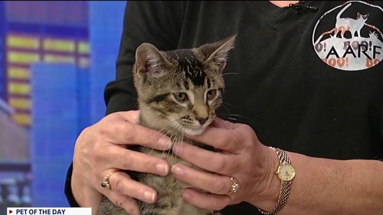 Pet of the day: Banjo