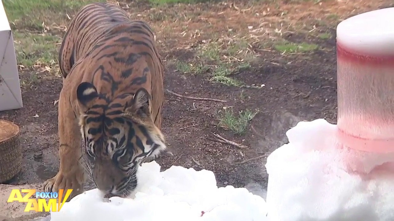 Phoenix Zoo animals get to play with tons of snow
