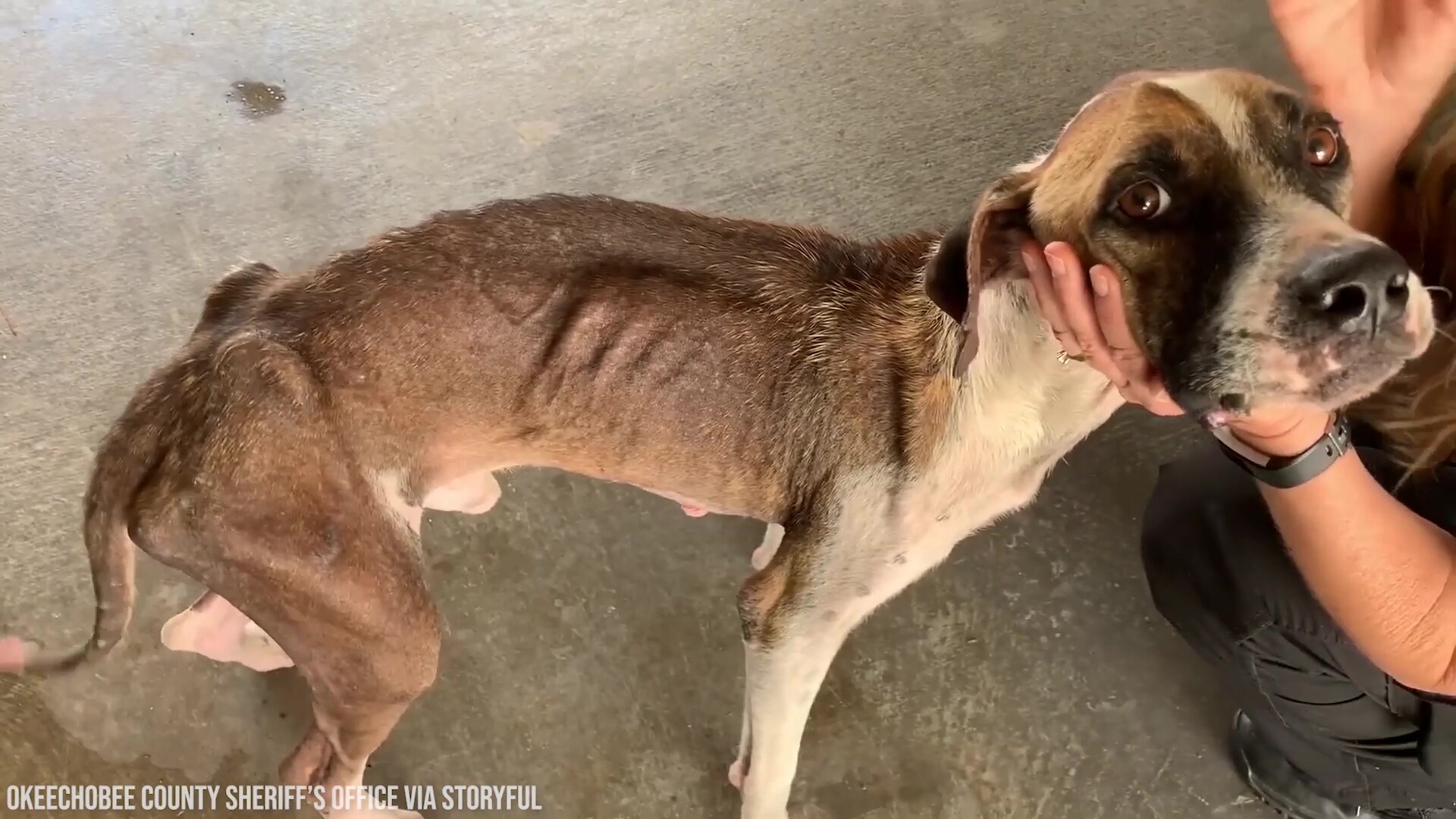 Emaciated dog found by Florida deputies
