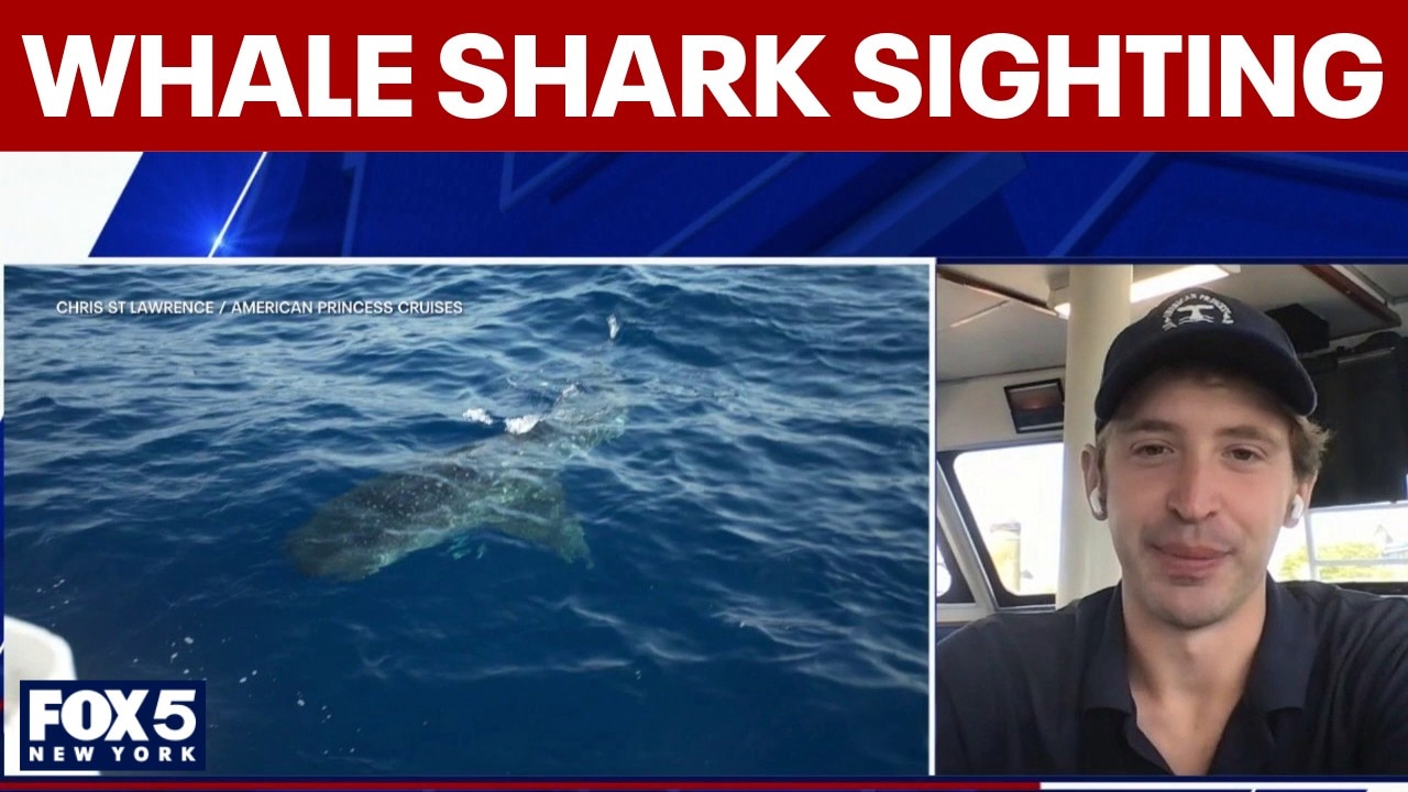 Video captures rare whale shark sighting off New York City coast