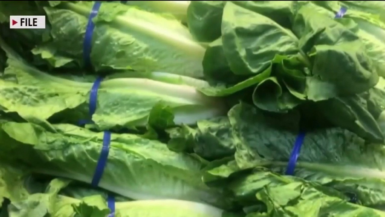 Cyclospora outbreak linked to shredded iceberg lettuce 