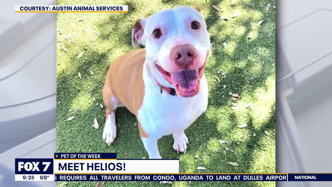 Meet Helios: Pet of the Week!