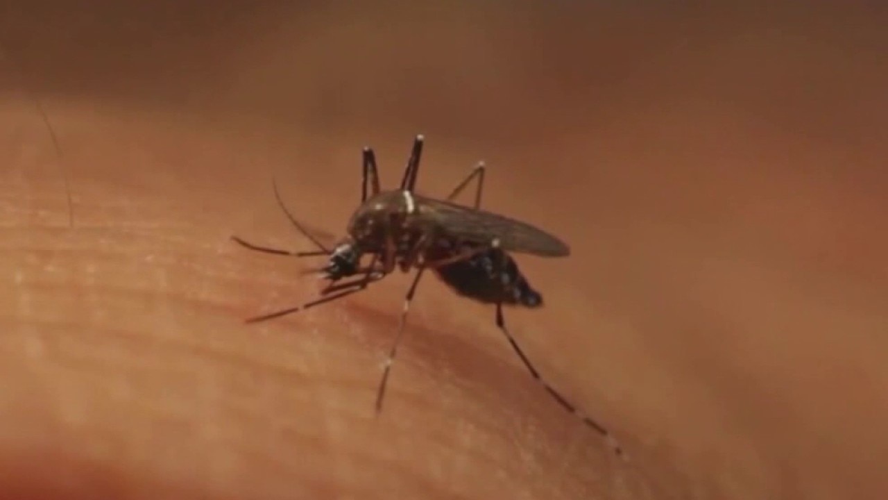 Mosquito species from Mexico discovered in U.S.