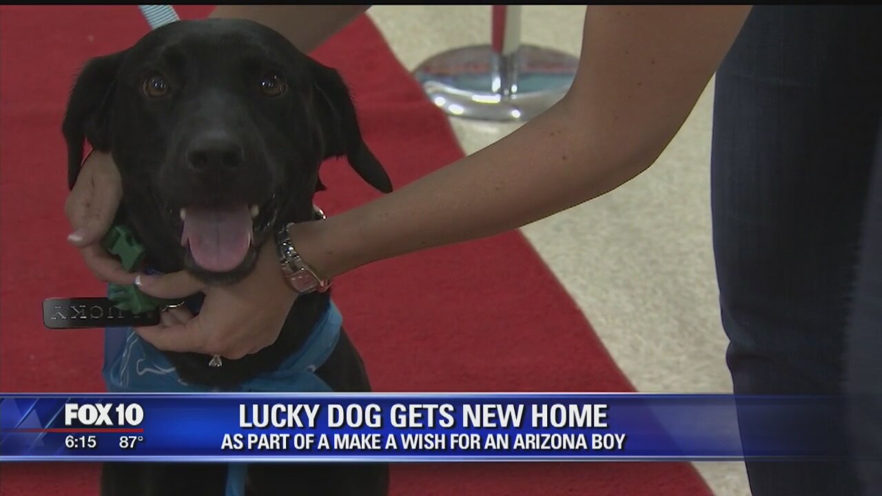 Make A Wish pairs dog with child