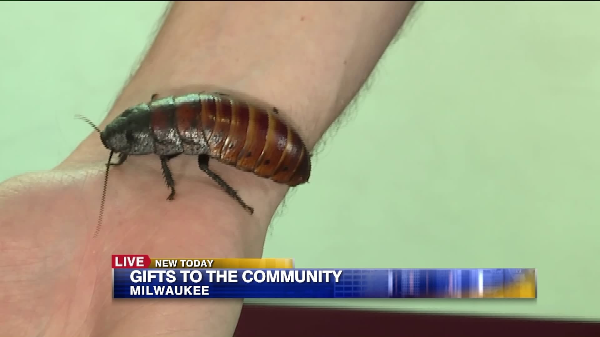 Bugs Alive exhibit at MPM