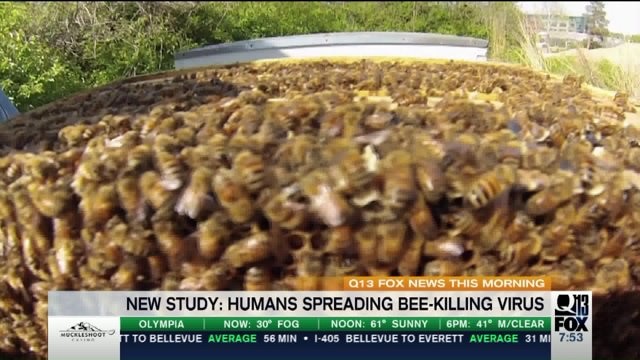 New study: Humans spreading bee-killing virus