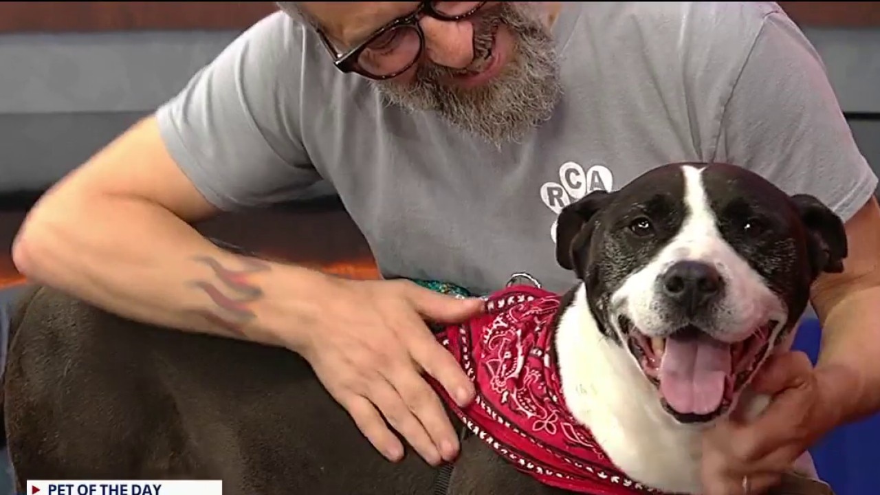 Pet of the day: Bo