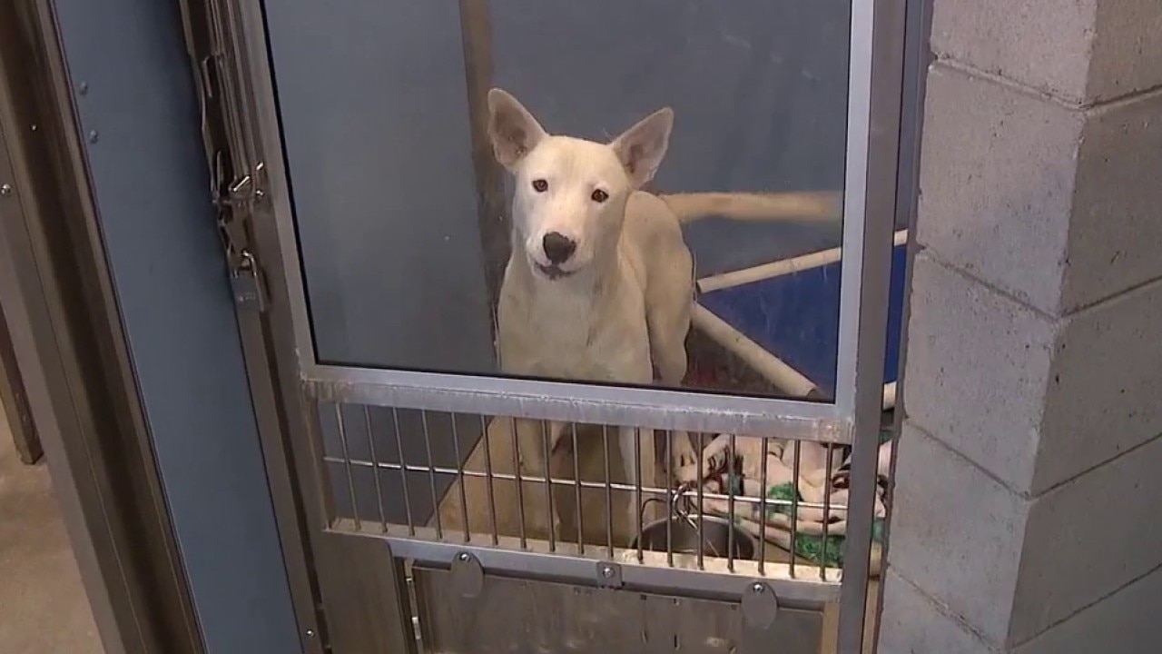 Free dog adoptions in Maricopa County on Sept. 19