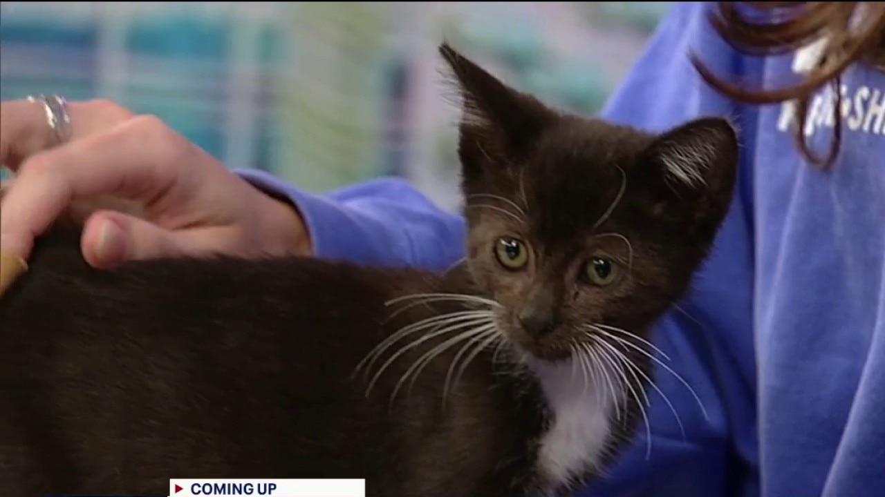 Pet of the day: Allie