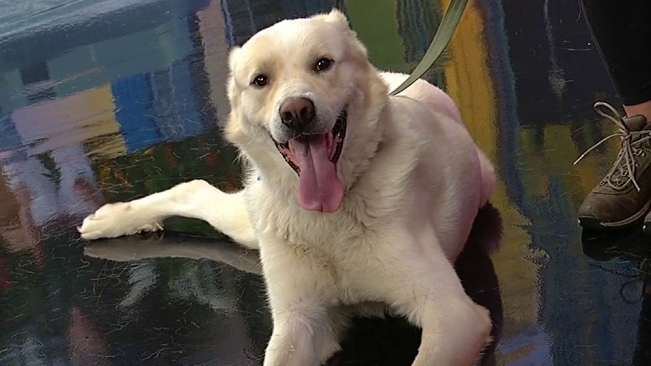 Pet of the Day: Woshker