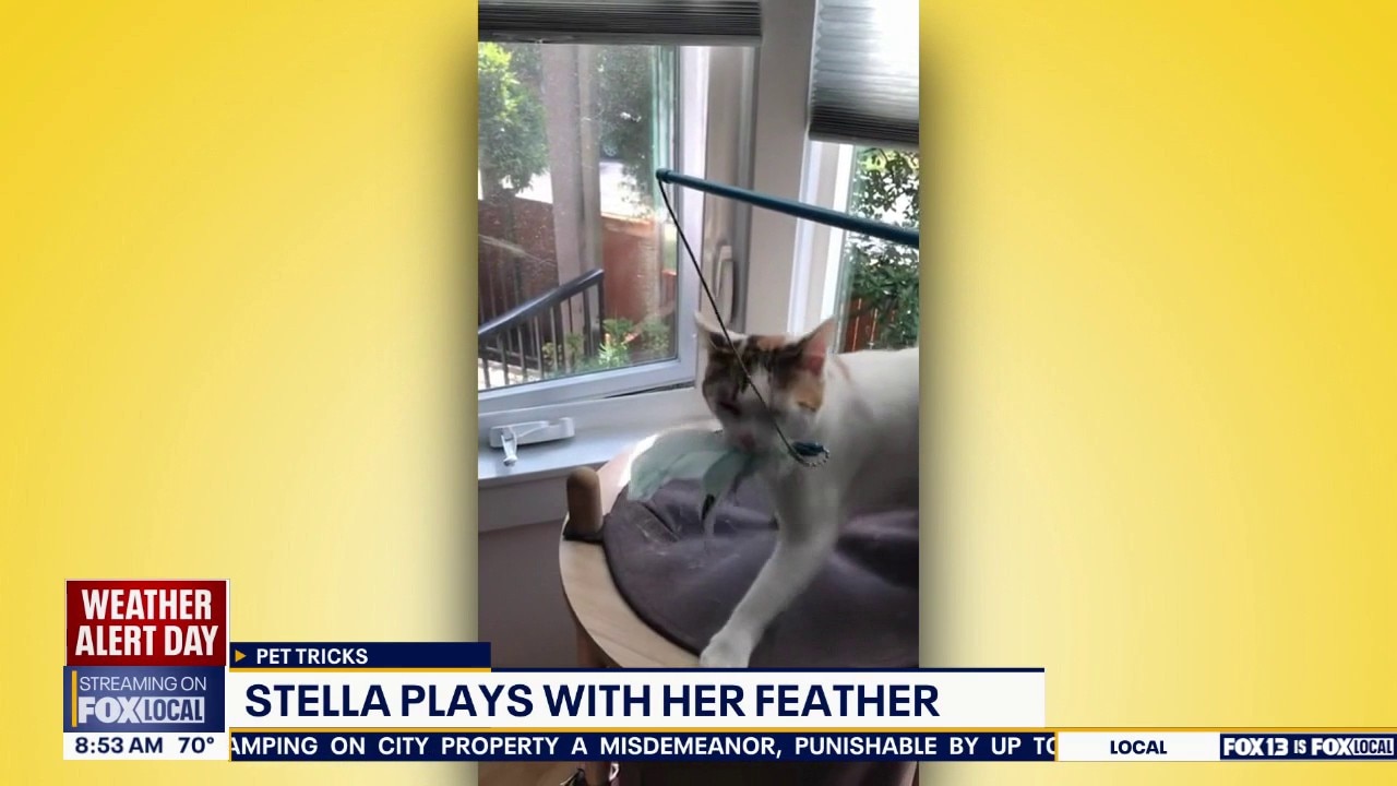Pet Tricks for Tuesday, July 21