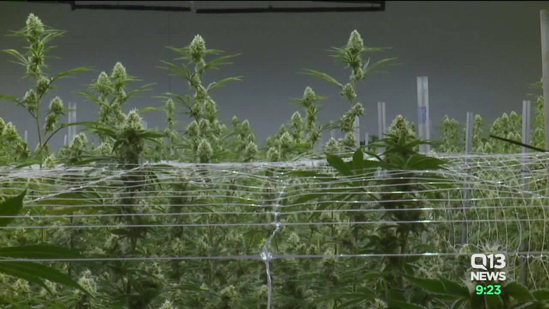 Potent pot and brain development