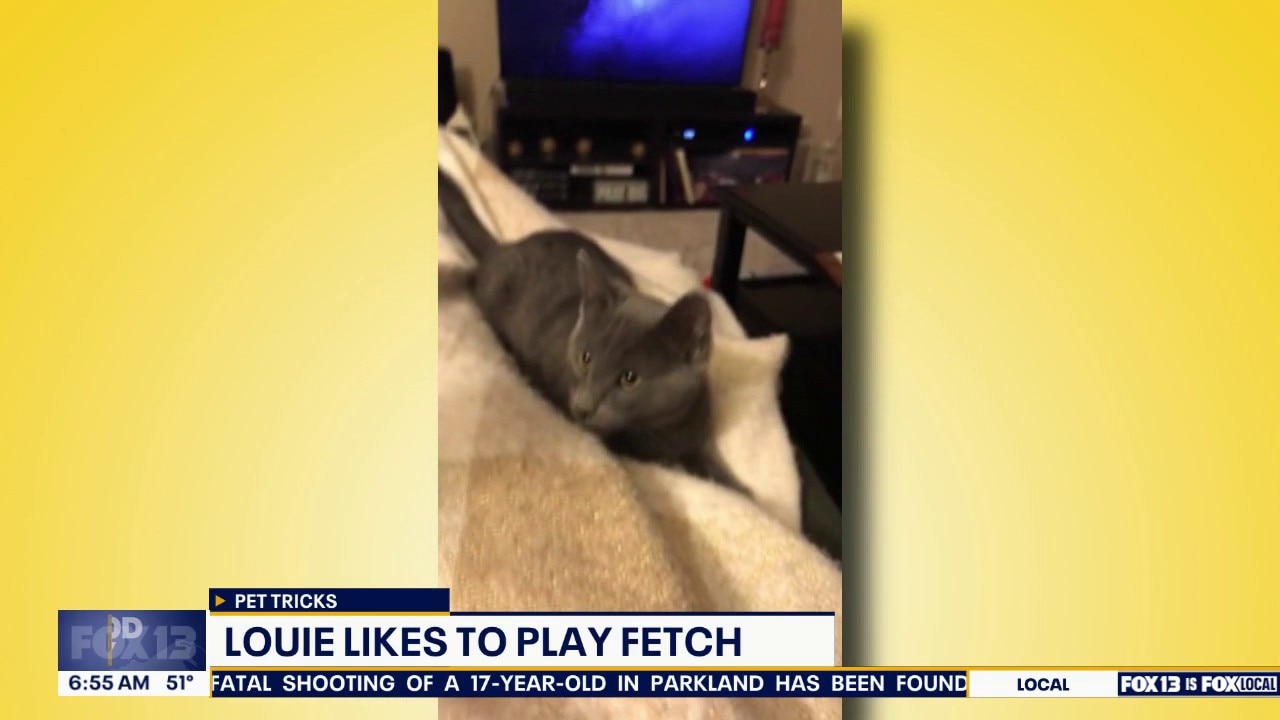 Pet Tricks for Friday, May 29