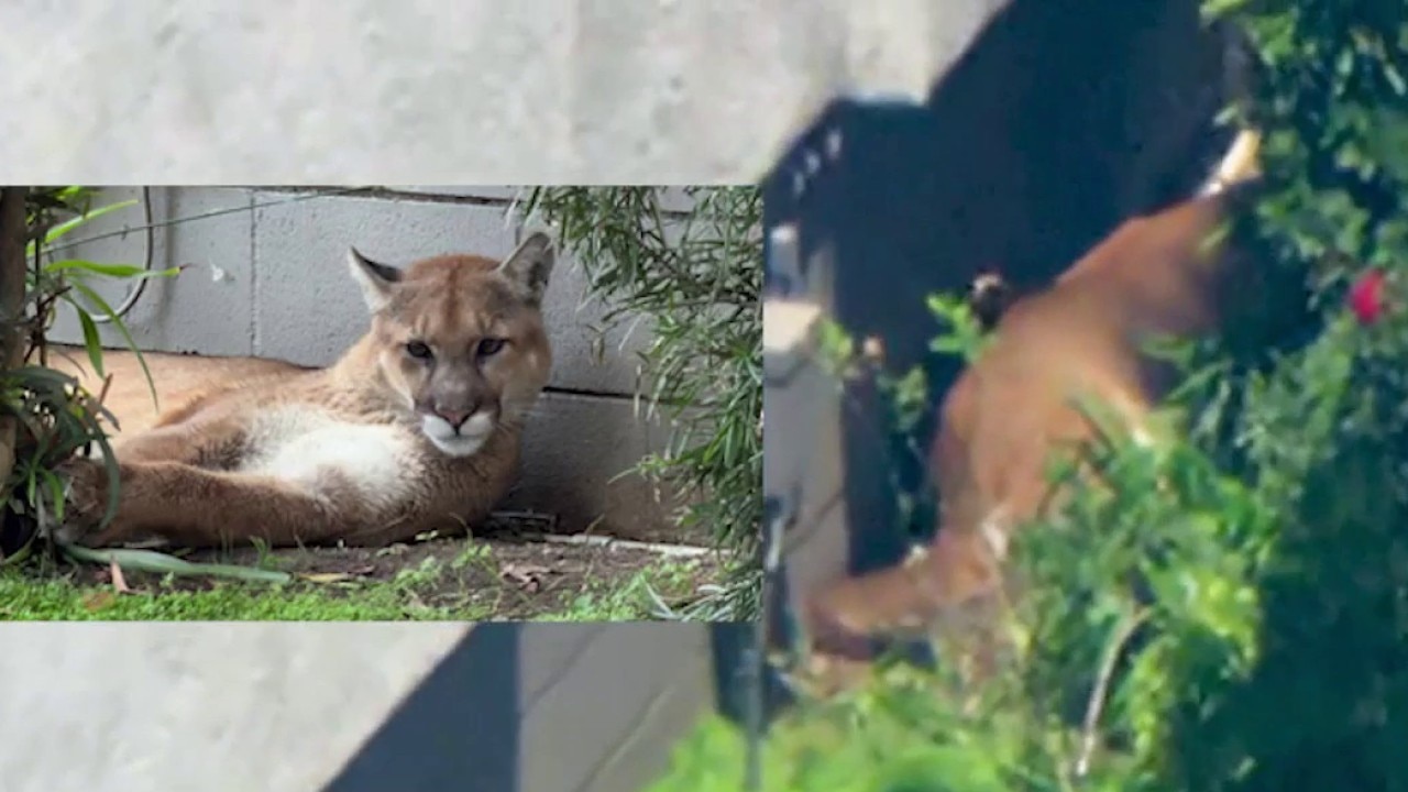 Pasadena mountain lion sighting
