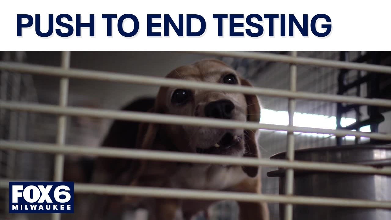 Dog, cat research: Wisconsin lawmaker’s bill to end federal funding