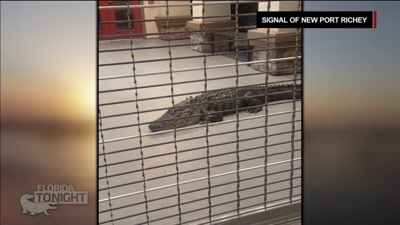 New Port Richey gym gator