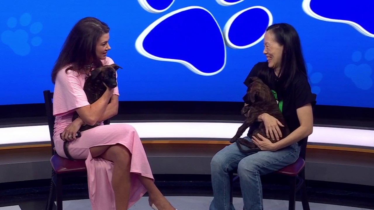 Foster, volunteer, adopt: How you can help