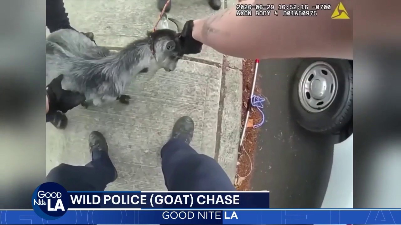 Wild police (goat) chase caught on camera