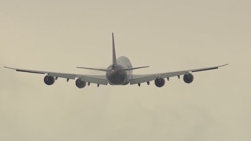 Horse escapes stall on plane while in air