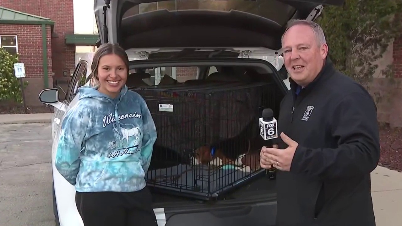 Ridglan beagles heading to foster families