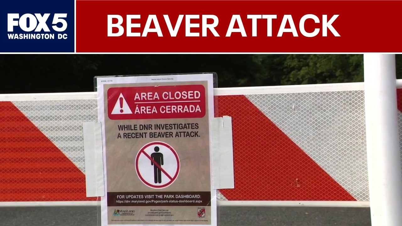 Maryland state park expands closure after beaver attack 