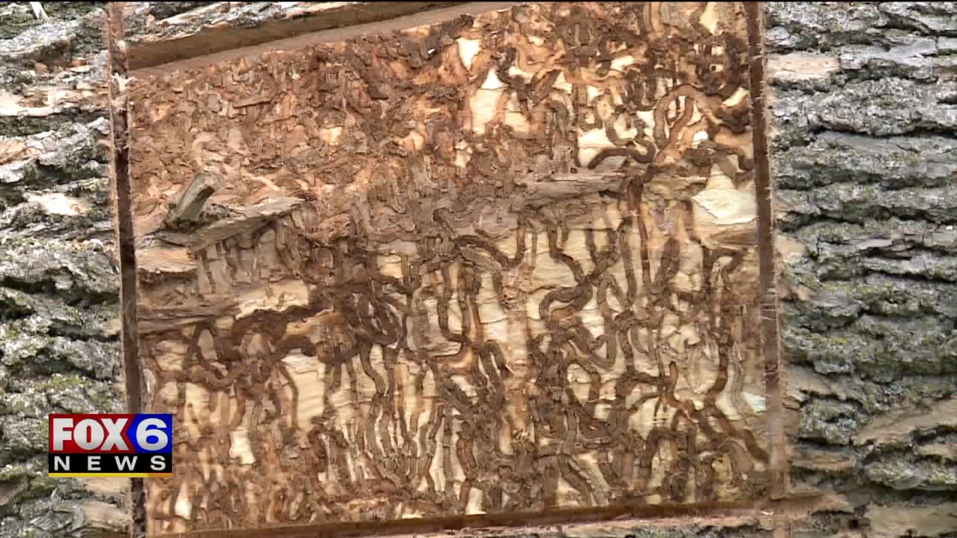 Bayside battles the emerald ash borer, may have to remove hundreds of trees