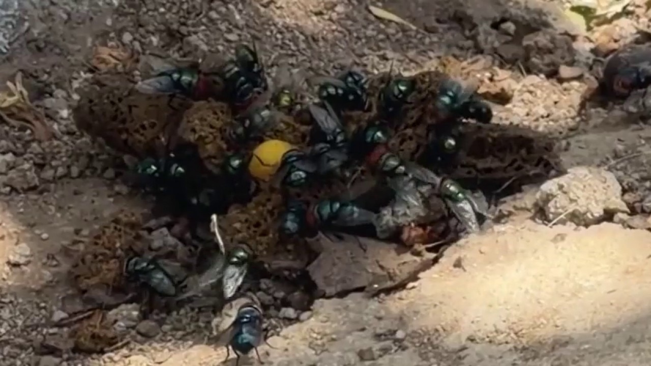 Boyle Heights residents dealing with bugs, rats