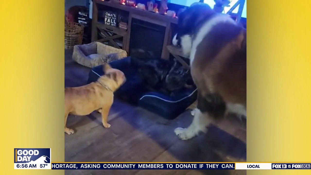 Pet Tricks for Wednesday, July 15