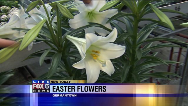 Laura talks proper care for Easter Lilies