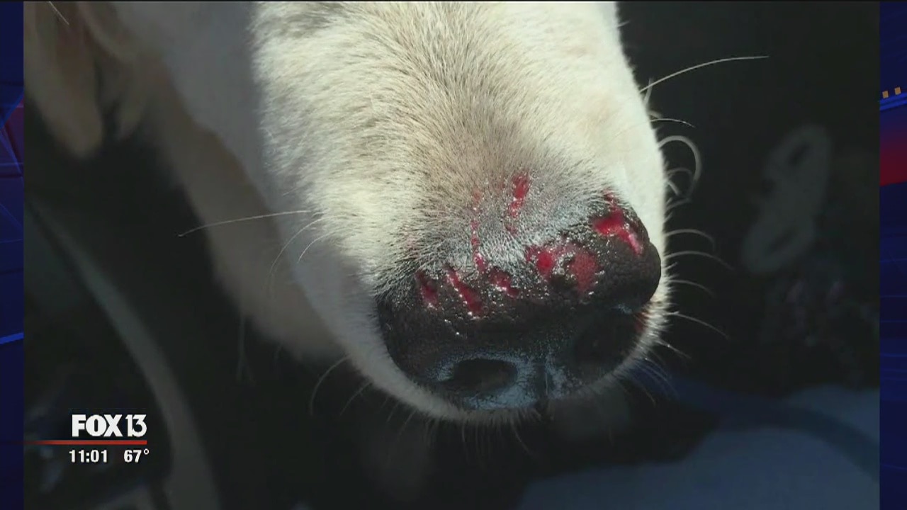 "Padi" the dog accused of another bite