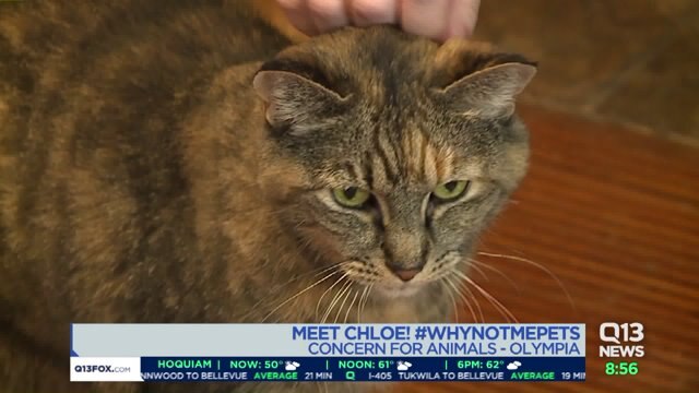 Meet Chloe! #WhyNotMePets